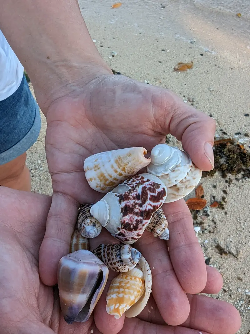 A handful of shells from the beach